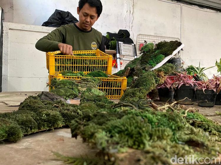 Lumut Jadi Karya Seni Bernilai Jutaan, Ini Kreasi Warga Kota Batu