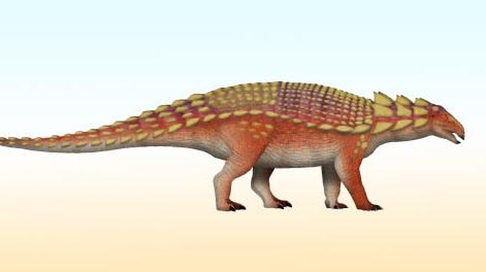 Nipponopelta yezoensis.