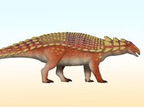 Fosil di Jepang Ungkap Spesies Baru Dinosaurus Berperisai