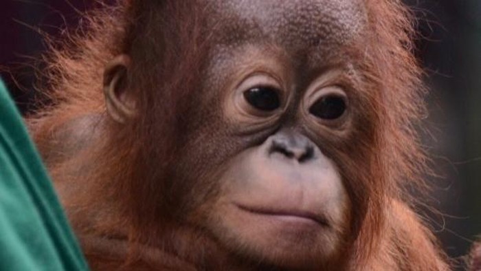orangutan