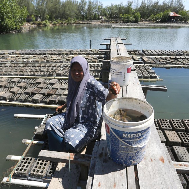 Panen Kepiting Soka Aceh, Produksi Capai 2 Ton/ Bulan