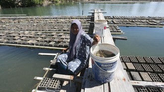 Panen Kepiting Soka Aceh, Produksi Capai 2 Ton/ Bulan