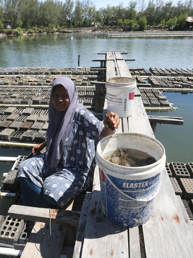 Panen Kepiting Soka Aceh, Produksi Capai 2 Ton/ Bulan