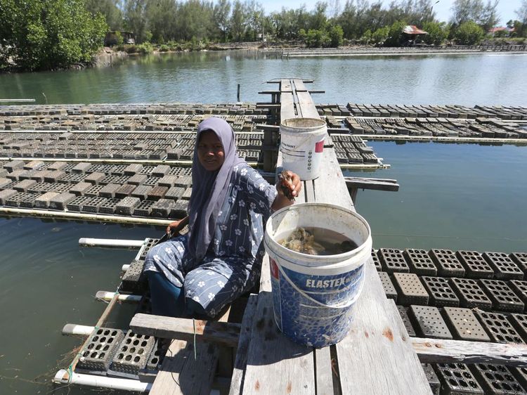 Panen Kepiting Soka Aceh, Produksi Capai 2 Ton/ Bulan