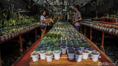 Berburu Tanaman Hias di Pameran Flona 2026 Lapangan Banteng