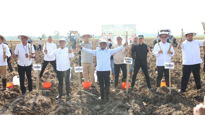 Bupati Bone Andi Asman Sulaiman melakukan tanam perdana tebu di Kecamatan Sibulue.