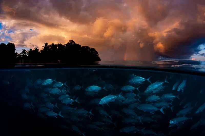 Finalis Wildlife Photographer of the Year 2026
