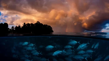 ‘Calm Amid the Storm’ hasil jepretan Shane Gross dari Kanada yang dipotret di Pulau D’arros, Seychelles. Foto ini memperlihatkan kumpulan ikan bigeye trevally di dekat pinggir pantai saat matahari sebelum badai menghantam. Foto: Shane Gross/Wildlife Photographer of the Year 2026