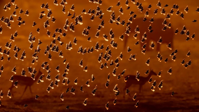 Finalis Wildlife Photographer of the Year 2026
