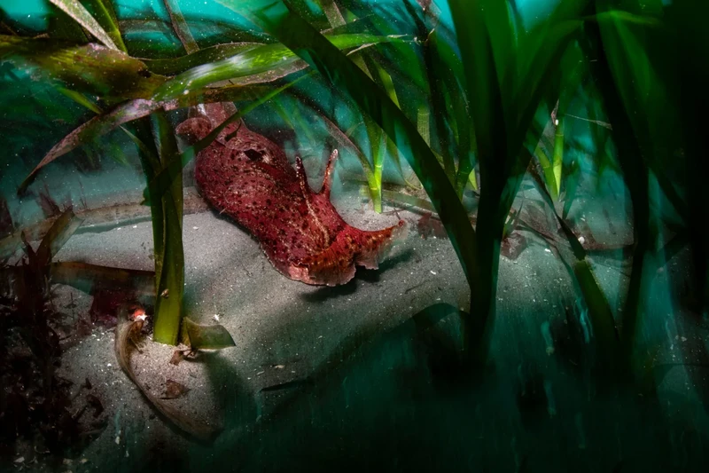 Finalis Wildlife Photographer of the Year 2026