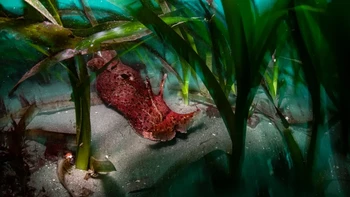 ‘Ocean Protector’ hasil jepretan Ralph Pace dari AS yang diambil di Teluk Monterey, California. Foto ini memperlihatkan seekor kelinci laut, spesies yang penting untuk ekosistem laut dengan memakan alga merah yang dapat menghalangi sinar matahari mencapai padang rumput laut. Foto: Ralph Pace/Wildlife Photographer of the Year 2026