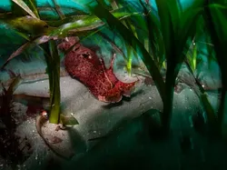 Karya Finalis Kontes Foto Satwa Liar Bikin Gemas Hingga Pilu