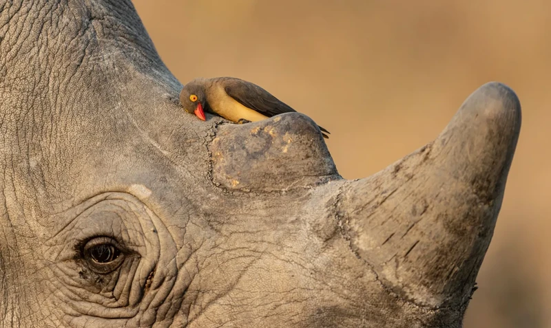Finalis Wildlife Photographer of the Year 2026