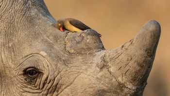 ‘Mutual Friends’ hasil karya Ernest Porter dari Afrika Selatan yang diambil di Manyeleti Game Reserve di Afrika Selatan. Seekor burung red-billed oxpecker terlihat menggesekkan paruhnya ke kulit badak putih. Foto: Ernest Porter/Wildlife Photographer of the Year 2026