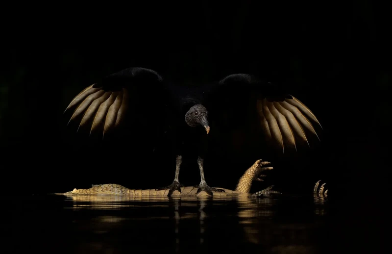 Finalis Wildlife Photographer of the Year 2026