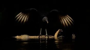 ‘Wings of Darkness’ hasil jepretan Andy Parkinson dari Inggris yang diambil di Taman Nasional Encontro das Águas di Brasil. Foto ini memperlihatkan seekor burung bangkai berwarna hitam yang bertengger di atas buaya caiman yang sudah mati. Foto: Andy Parkinson/Wildlife Photographer of the Year 2026