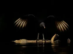 Karya Finalis Kontes Foto Satwa Liar Bikin Gemas Hingga Pilu