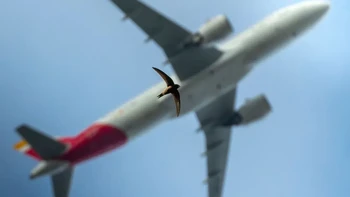 ‘The Art of Flying’ hasil jepretan Jack Crockford dari Inggris yang diambil di Bushy Park, London. Foto ini memperlihatkan seekor burung walet yang kembali ke London setelah migrasi tahunan ke Afrika dengan pesawat terbang di belakangnya. Foto: Jack Crockford/Wildlife Photographer of the Year 2026