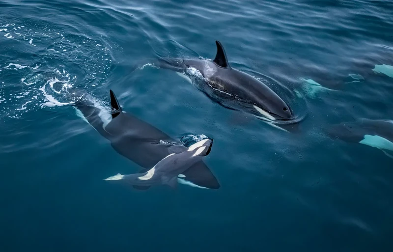 Finalis Wildlife Photographer of the Year 2026