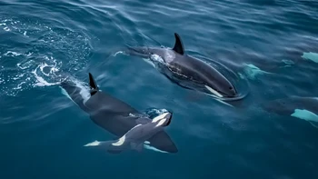 ‘Lifted to the Surface’ hasil jepretan Vegard Byrkjeland Aasen dari Norwegia yang diambil di Kvængen, Norwegia. Foto yang diambil menggunakan drone ini menunjukkan seekor paus pembunuh atau orca dewasa yang membawa tubuh orca kecil yang telah mati melewati sebuah fjord di Norwegia. Foto: Vegard Byrkjeland Aasen/Wildlife Photographer of the Year 2026
