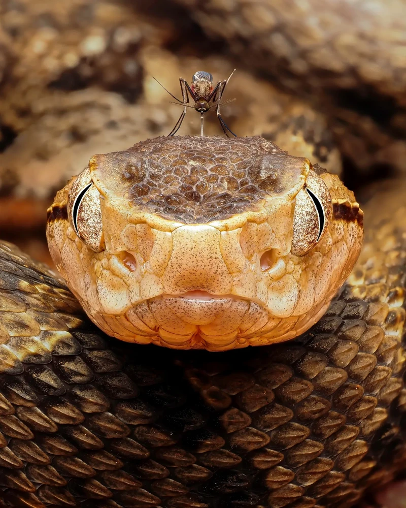 Finalis Wildlife Photographer of the Year 2026