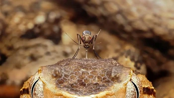 ‘Biting Back’ hasil jepretan fotografer Andrea dan Maceo Grammatico dari Prancis yang diambil di Sierpe, Kosta Rika. Mereka berhasil menangkap momen seekor nyamuk mendarat di kepala ular fer-de-lance dan menerima predikat Sangat Terpuji untuk kategori Animal Portraits. Foto: Andrea dan Maceo Grammatico/Wildlife Photographer of the Year 2026