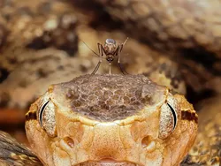 Karya Finalis Kontes Foto Satwa Liar Bikin Gemas Hingga Pilu