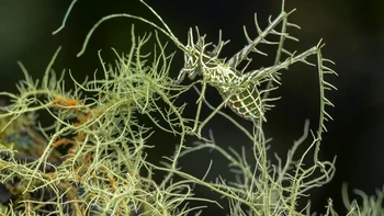 ‘Hidden Dragon’ hasil jepretan Gil Wizen dari Israel/Kanada yang diambil di Wildsumaco Biological Station, Ekuador. Ini bukan foto rumput laut, melainkan foto lichen dragon katydid—yang panjangnya hanya 15mm—saat sedang menyamar. Foto: Gil Wizen/Wildlife Photographer of the Year 2026