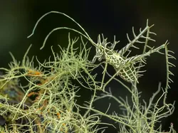Karya Finalis Kontes Foto Satwa Liar Bikin Gemas Hingga Pilu