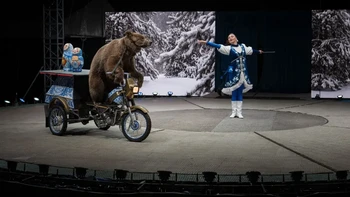 ‘The Show Goes On’ hasil jepretan Pietro Rojas dari Guatemala yang diambil di Doha, Qatar. Foto ini memperlihatkan seekor beruang coklat yang dipaksa tampil di sirkus, moncongnya dibungkam dan diikat ke sepeda motor kecil yang dinaikinya. Foto: Pietro Rojas/Wildlife Photographer of the Year 2026
