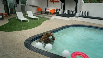 ‘Pooltime Pastime’ hasil jepretan Loren Elliott dari AS yang diambil di Monrovia, California. Elliott berharap dapat memotret beruang hitam yang sering masuk ke pekarangan rumah warga, dan ia menemukan salah satu yang sedang asyik berendam di kolam renang. Foto: Loren Elliott/Wildlife Photographer of the Year 2026