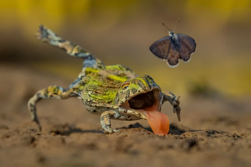 Finalis Wildlife Photographer of the Year 2026