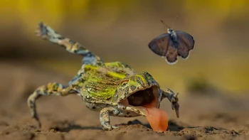 ‘Split Second Escape’ hasil jepretan Jens Cullmann dari Jerman yang diambil di Central Kalahari Game Reserve di Botswana. Foto ini memperlihatkan seekor memperlihatkan seekor kupu-kupu yang berhasil lolos dari maut dan tidak menjadi makanan seekor katak. Foto: Jens Cullmann/Wildlife Photographer of the Year 2026