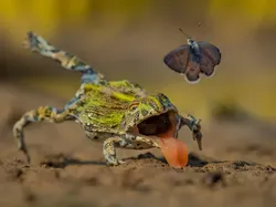 Karya Finalis Kontes Foto Satwa Liar Bikin Gemas Hingga Pilu