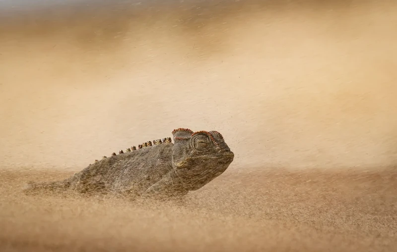 Finalis Wildlife Photographer of the Year 2026