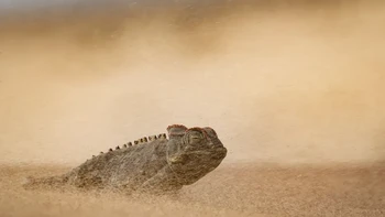 ‘Eye of the Storm’ hasil jepretan Dewald Tromp dari Afrika Selatan yang diambil di Gurun Namib, Namibia. Foto ini memperlihatkan bunglon Namaqua yang diterpa badai pasir. Foto: Dewald Tromp/Wildlife Photographer of the Year 2026