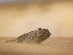 Karya Finalis Kontes Foto Satwa Liar Bikin Gemas Hingga Pilu