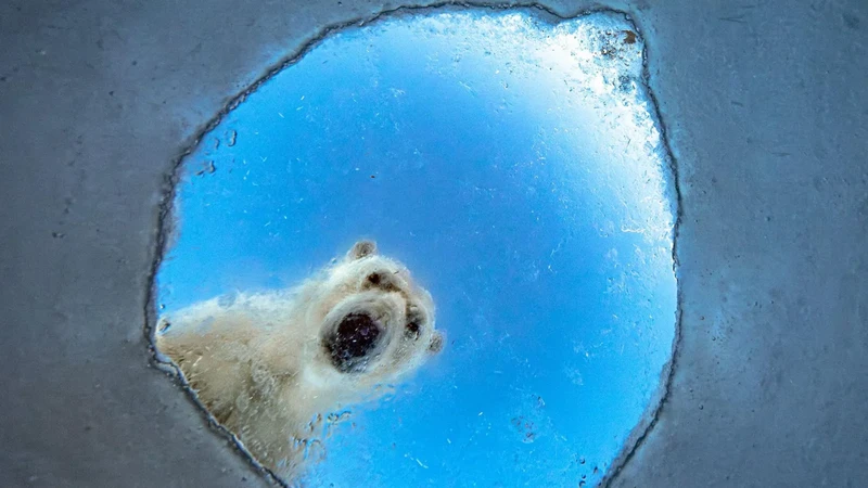 Finalis Wildlife Photographer of the Year 2026