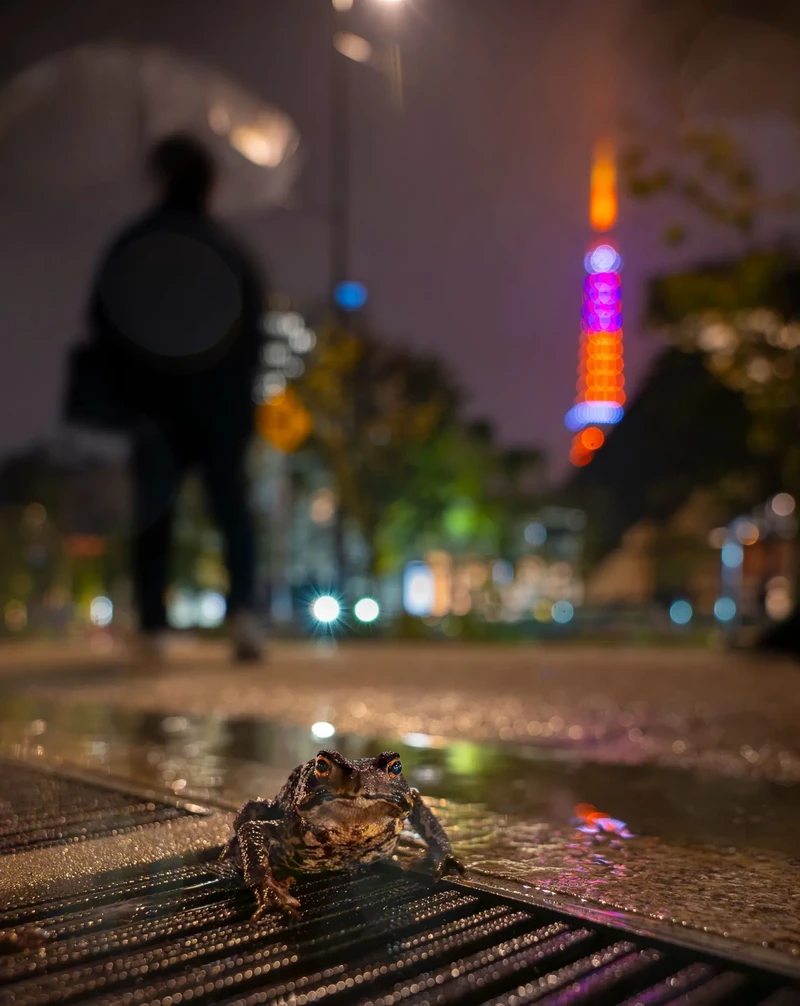 Finalis Wildlife Photographer of the Year 2026