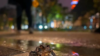 ‘Urban Wanderer’ hasil jepretan Sora Miyazawa dari Jepang yang diambil di Tokyo. Kodok Jepang biasanya ditemukan di hutan, padang rumput, atau habitat liar lainnya, tapi ada juga yang hidup di lingkungan perkotaan. Foto: Sora Miyazawa/Wildlife Photographer of the Year 2026