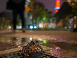 Karya Finalis Kontes Foto Satwa Liar Bikin Gemas Hingga Pilu