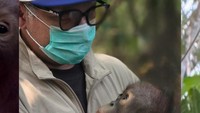 Gading Marten Adopsi Anak Orangutan Kalimantan