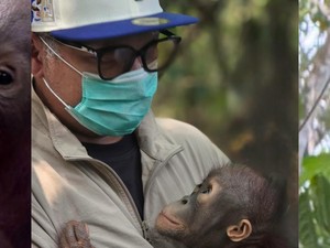 Gading Marten Adopsi Anak Orangutan Kalimantan, Diberi Nama Baby Selfie