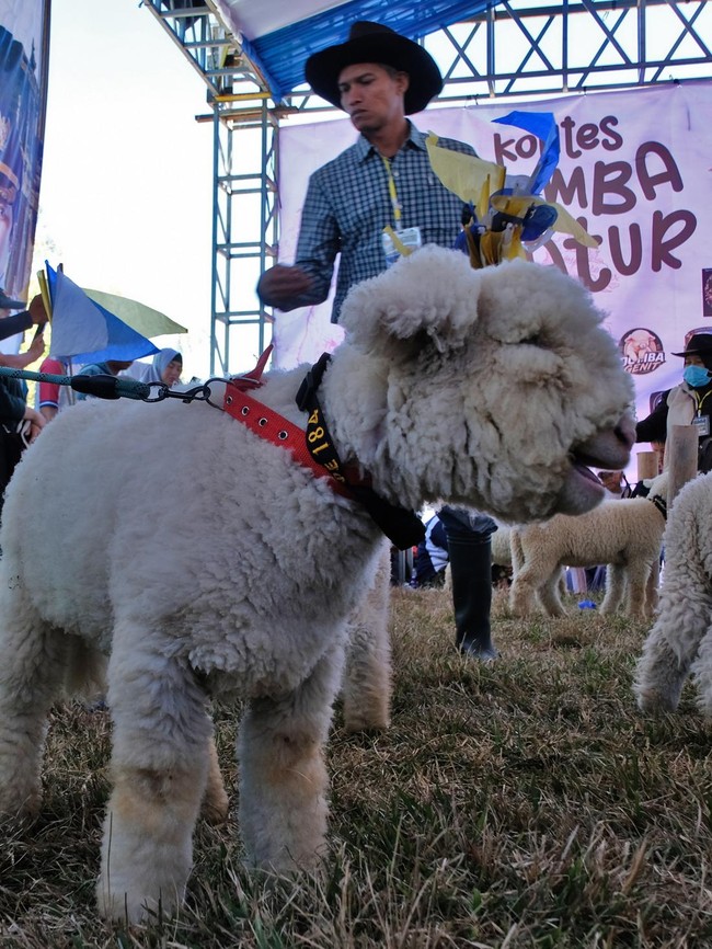 Kontes Domba Batur Semarakkan Dieng Culture Festival 2026