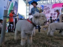 Kontes Domba Batur Semarakkan Dieng Culture Festival 2026
