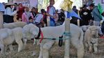 Kontes Domba Batur Semarakkan Dieng Culture Festival 2026