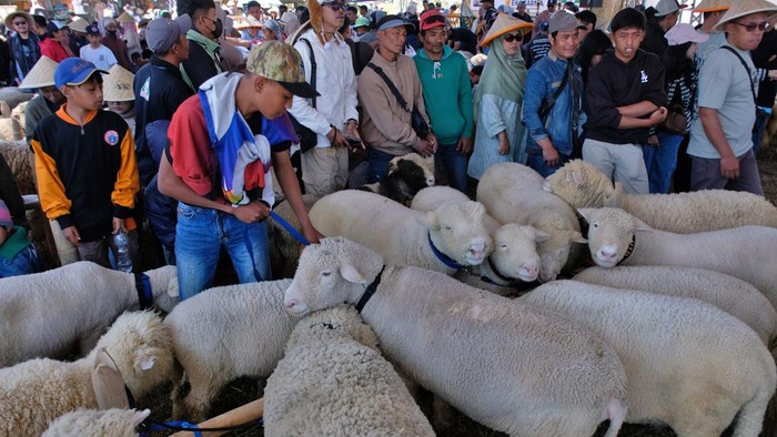 Sejumlah pengunjung menyaksikan Kontes Domba Batur dalam rangkaian Dieng Culture Festival (DCF) 2026 di Pelataran Candi Arjuna, Dieng Kulon, Batur, Banjarnegara, Jawa Tengah, Sabtu (29/8/2026). Ratusan peserta mengikuti Kontes Domba Batur yang menjadi salah satu kegiatan pendukung DCF 2026 untuk memperkenalkan potensi domba ternak unggulan asli Banjarnegara melalui ajang pariwisata. ANTARA FOTO/Anis Efizudin/tom.