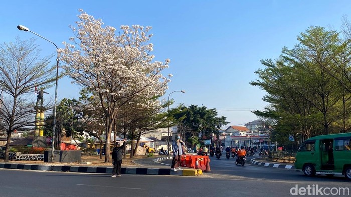 Penampakan tabebuya putih di Bunderan Cibiru yang mencuri perhatian pengendara yang melintas