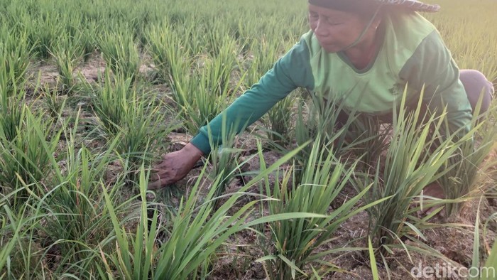 Petani di Samarinda terancam gagal panen karena kekeringan