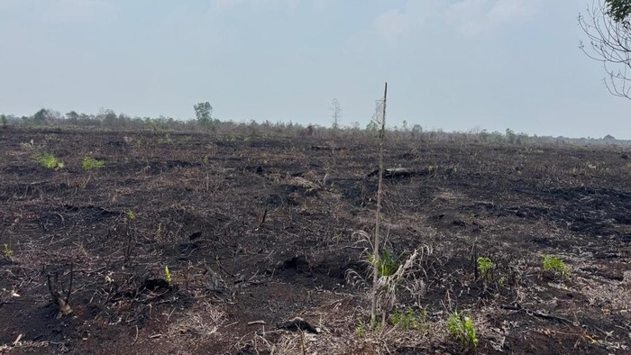 Polres Bengkalis tetapkan 1 tersangka kasus karhutla dan perambahan hutan, Jumat (28/8/2026).
